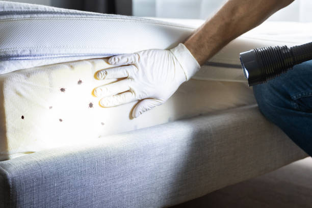Best Flea Control Services  in Chesterfield, SC