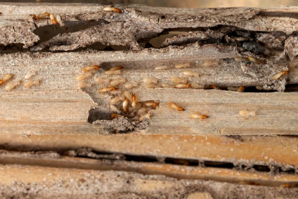 Best Pest Inspection Near Me  in Chesterfield, SC