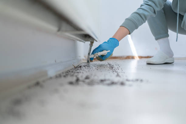 Best Wasp Removal Services  in Chesterfield, SC